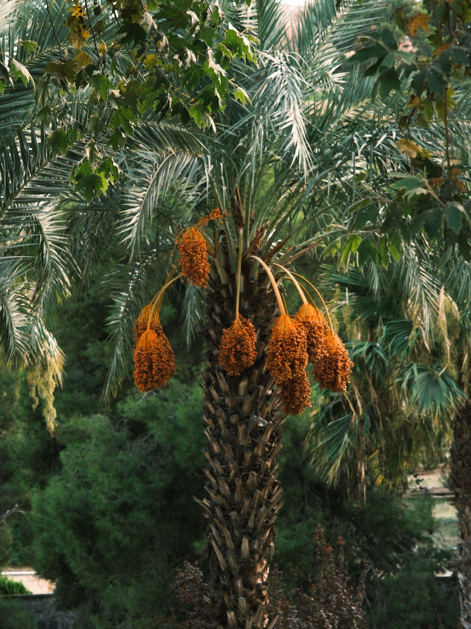 Datolya